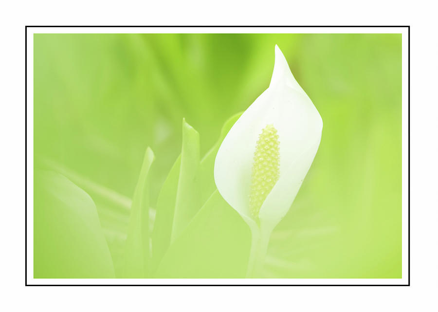Nature Photograph - Lily In The Green by Georgiana Romanovna