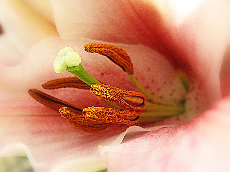 Flower Digital Art - Lily in the Mist by Bonita Brandt