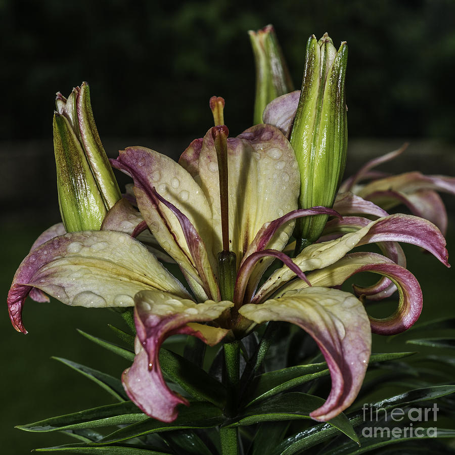 Lily In The Rain Photograph by Steve Purnell