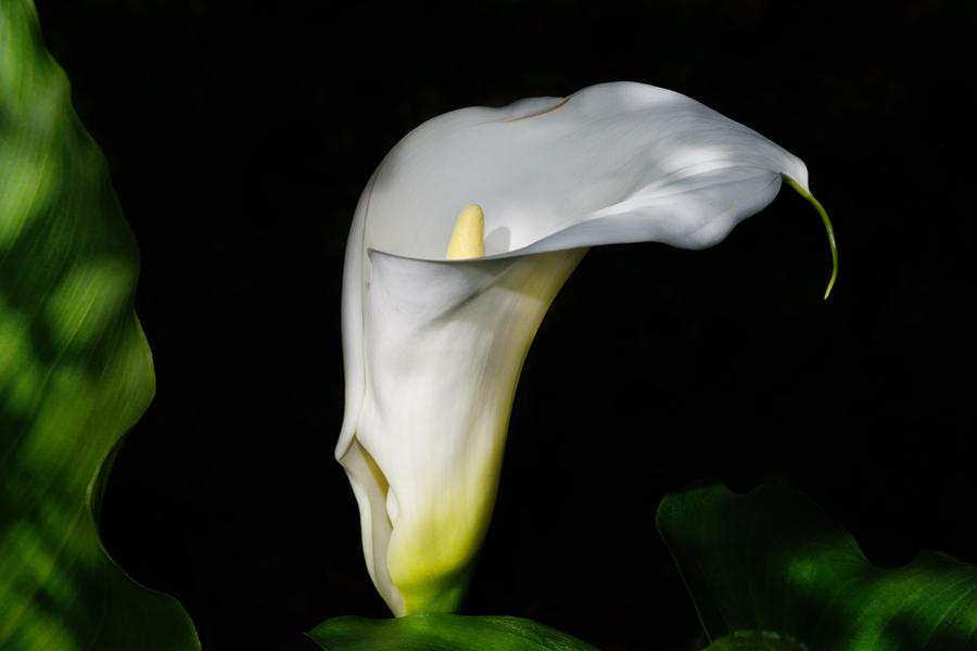 Lily In The Shadows Photograph