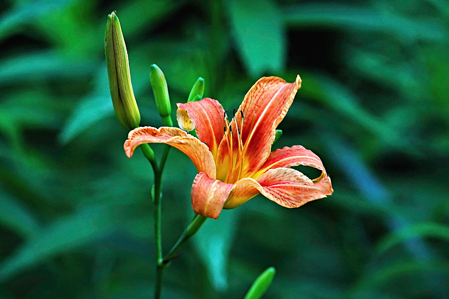 Lily In Woods Photograph