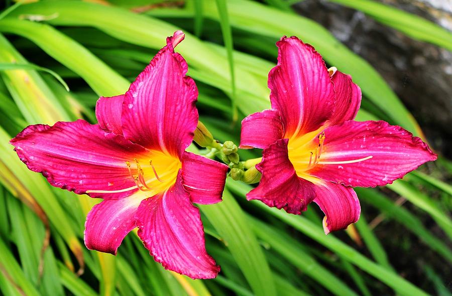 Lily Photograph - Lily by Jackie Russo