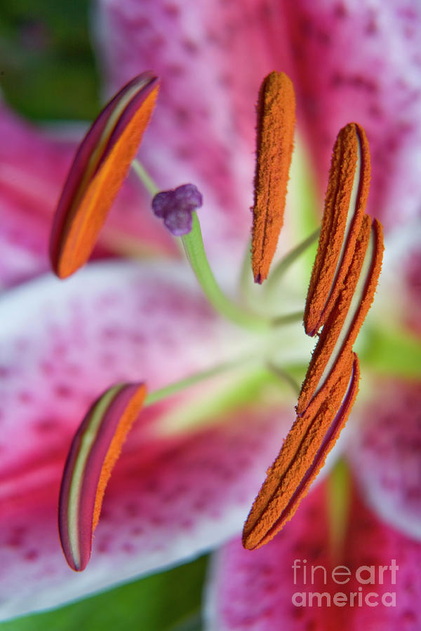 Lily Photograph - Stargazer Lily by James Jones Lily Photograph - Stargazer Lily by James Jones