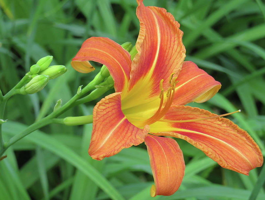 Lily Photograph - Lily by Jodi DiLiberto Lily Photograph - Lily by Jodi DiLiberto
