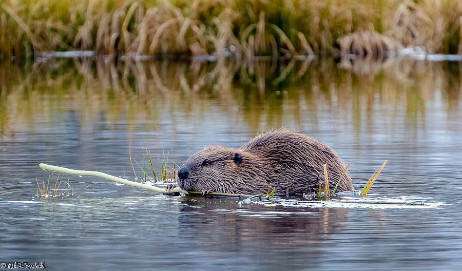 Lily Lake Beaver II Photograph by Mike Ronnebeck