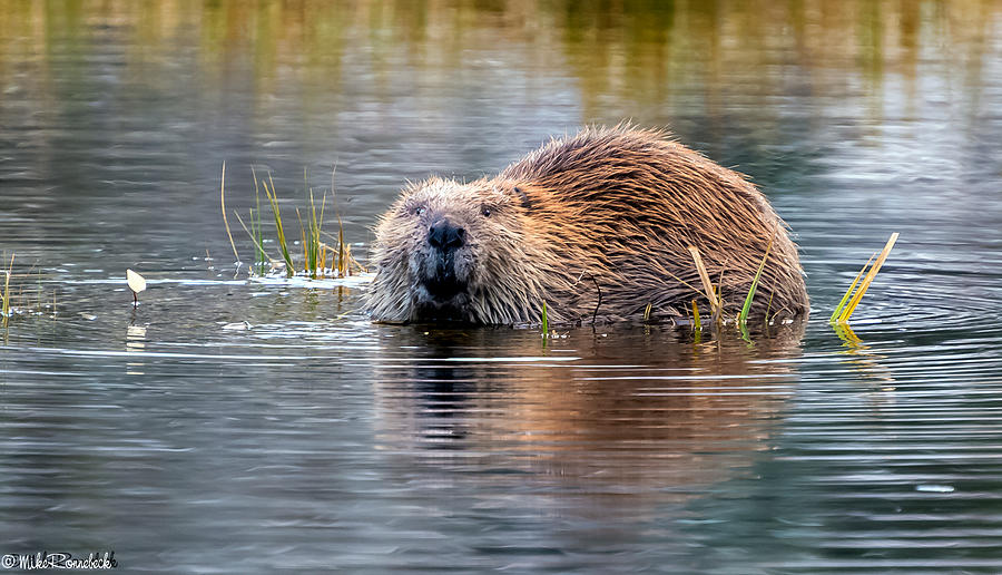 Lily Lake Beaver Photograph by Mike Ronnebeck