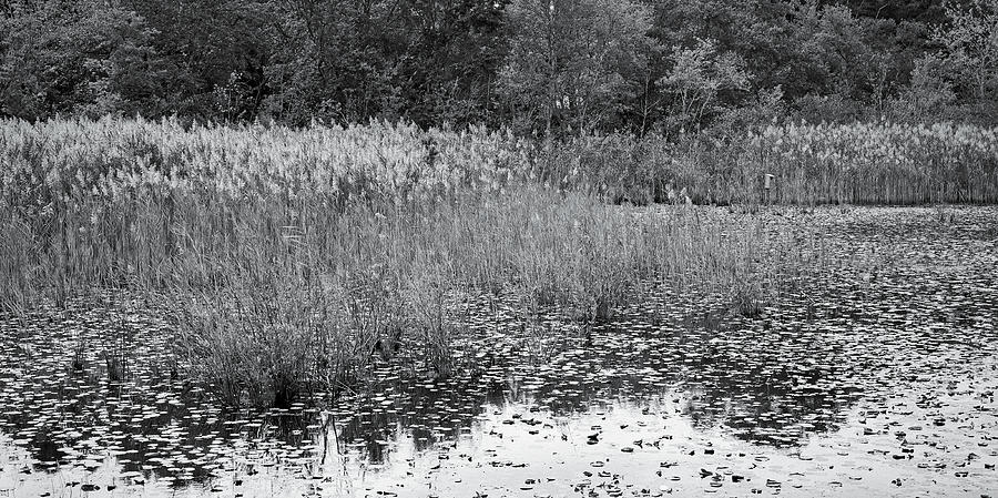 Lily Lake by Shawn Colborn Lily Lake by Shawn Colborn