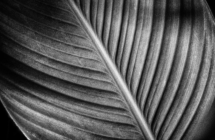 Lily Leaf Lines Photograph by Robert Anastasi