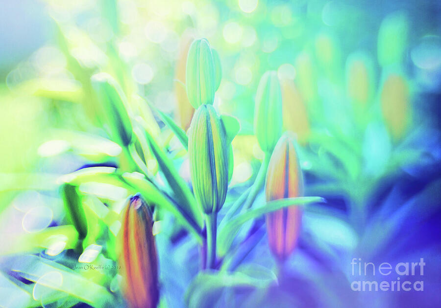 Lily  - Lily Light by Jean OKeeffe Macro Abundance Art