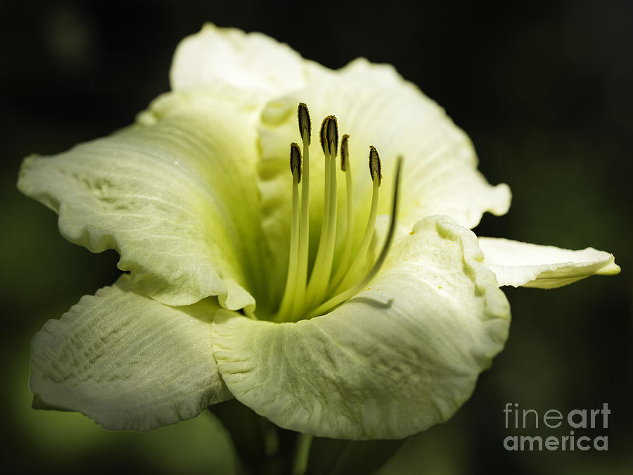 Flower Photograph - Lily Light Yellow 1 by Timothy Hacker