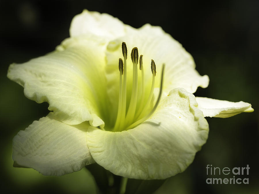 Lily Light Yellow Photograph by Timothy Hacker