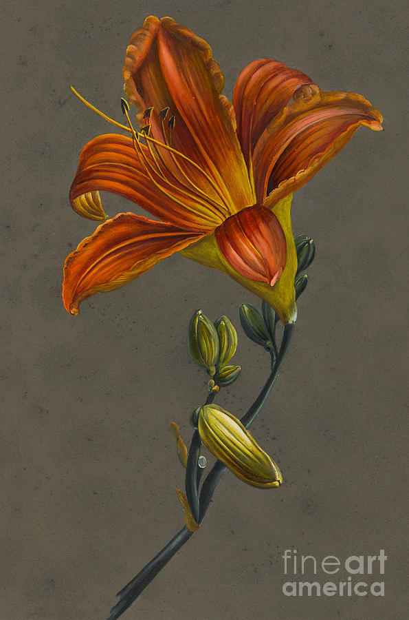 Lily Painting by Louise DOrleans
