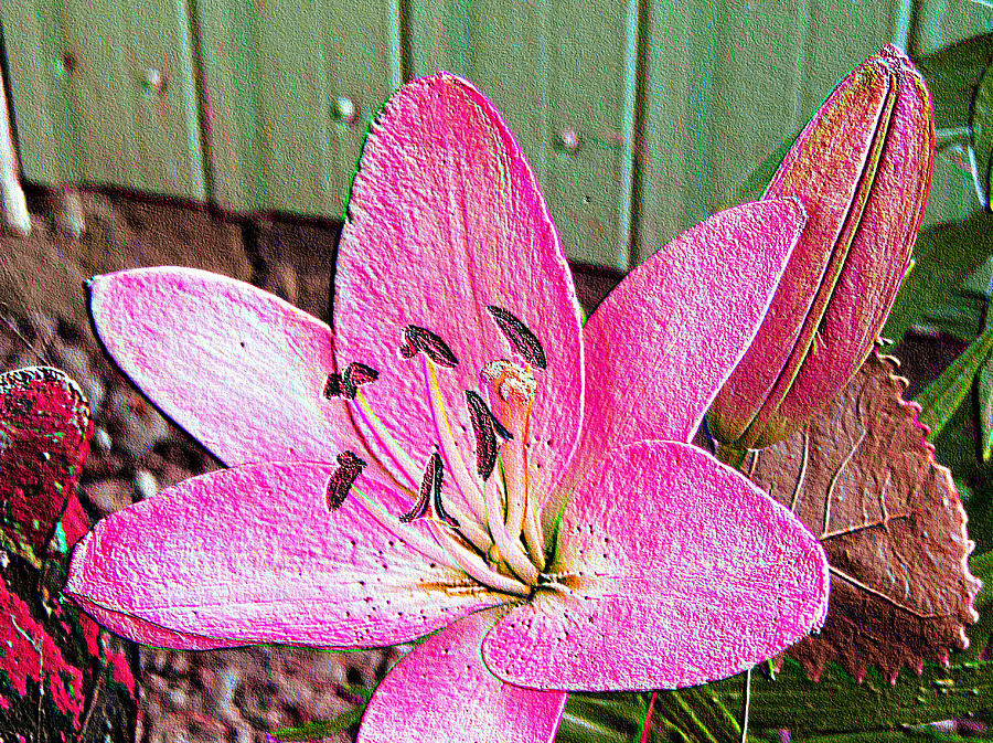 Flower Photograph - Lily Love  by Robert Nacke