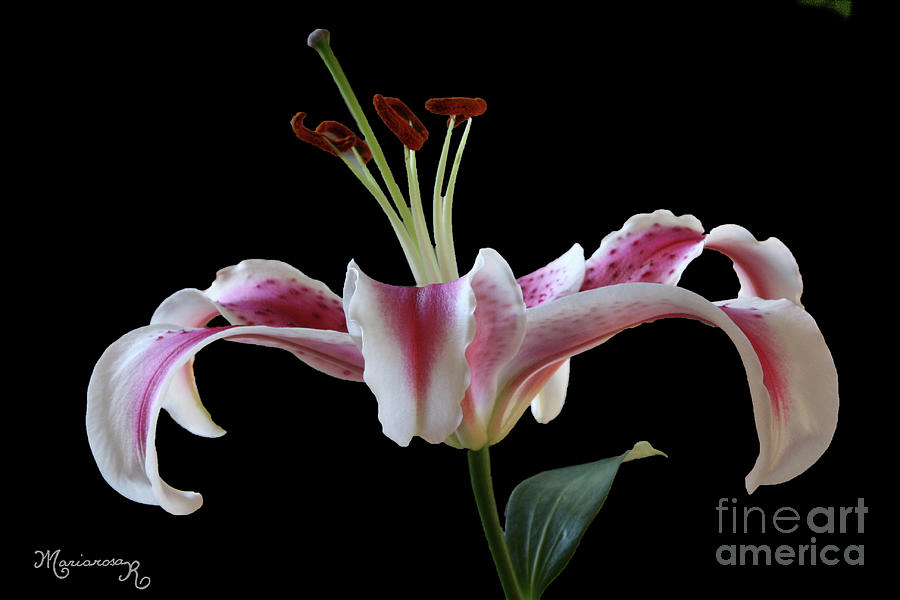 Nature Photograph - Lily by Mariarosa Rockefeller
