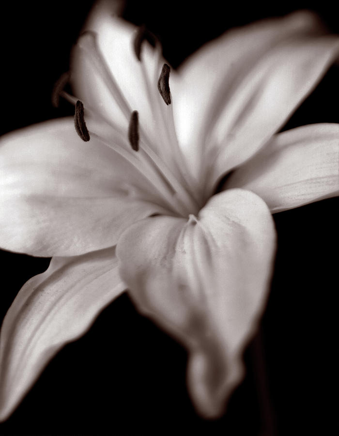 Lily Photograph by Markus Goerg - Fine Art America