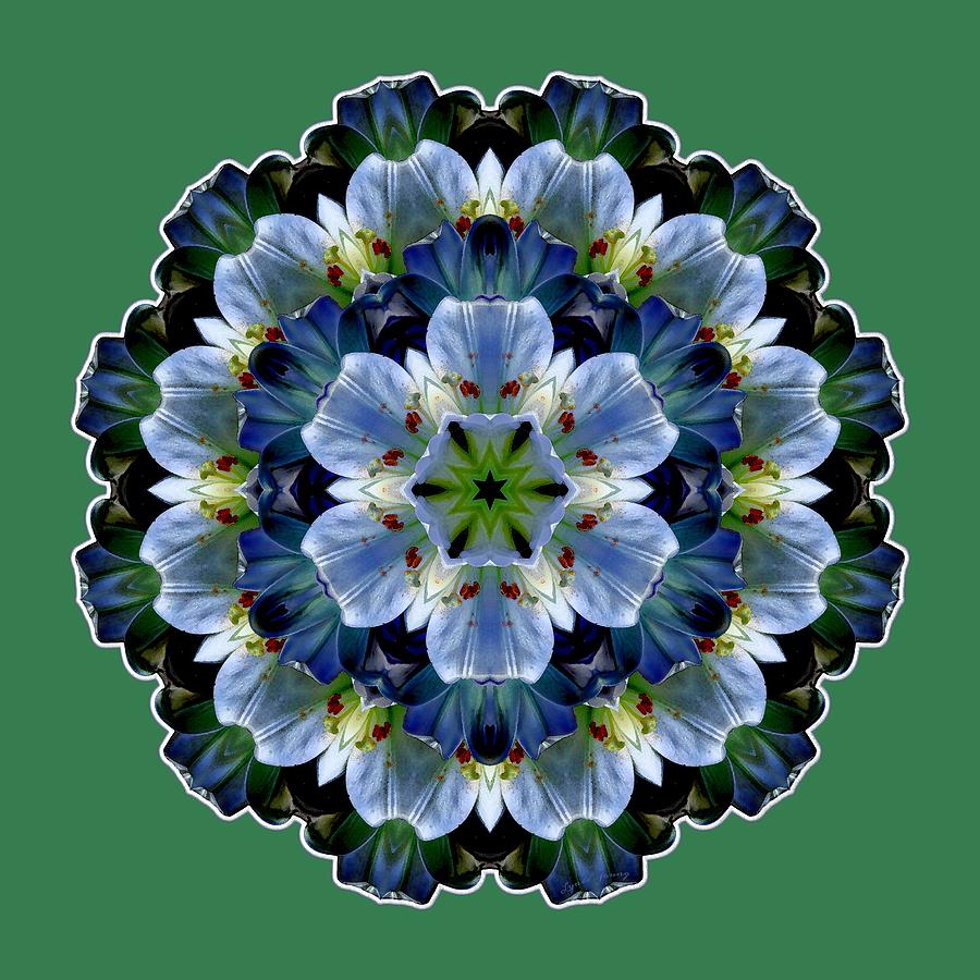 Lily Medallion Digital Art by Lynde Young