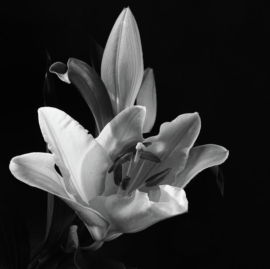 Lily Monochrome Photograph by Jeff Townsend