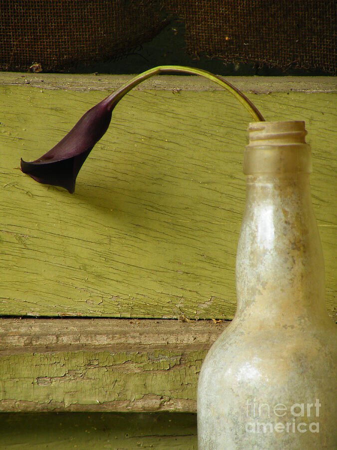 Lily Of The Bottle Photograph
