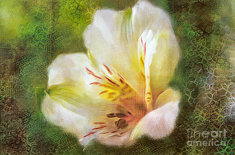 Lily Digital Art - Lily Of The Incas by Lois Bryan
