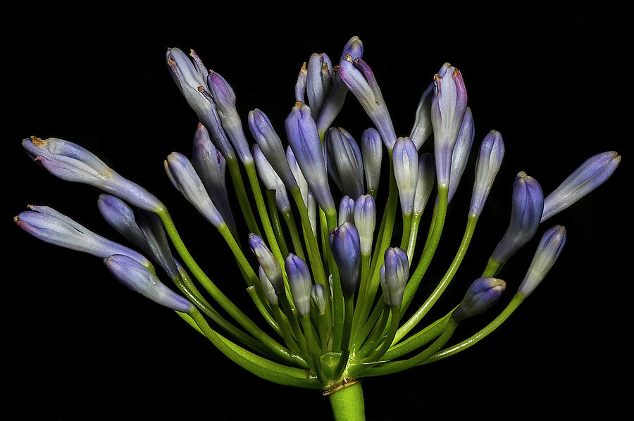 Lily of the nile, Agapanthus Photograph by Richard Rizzo
