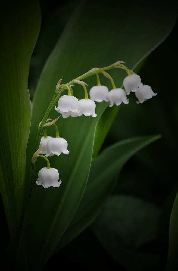 Lily of the Valley 2 Photograph by Richard Andrews - Fine Art America