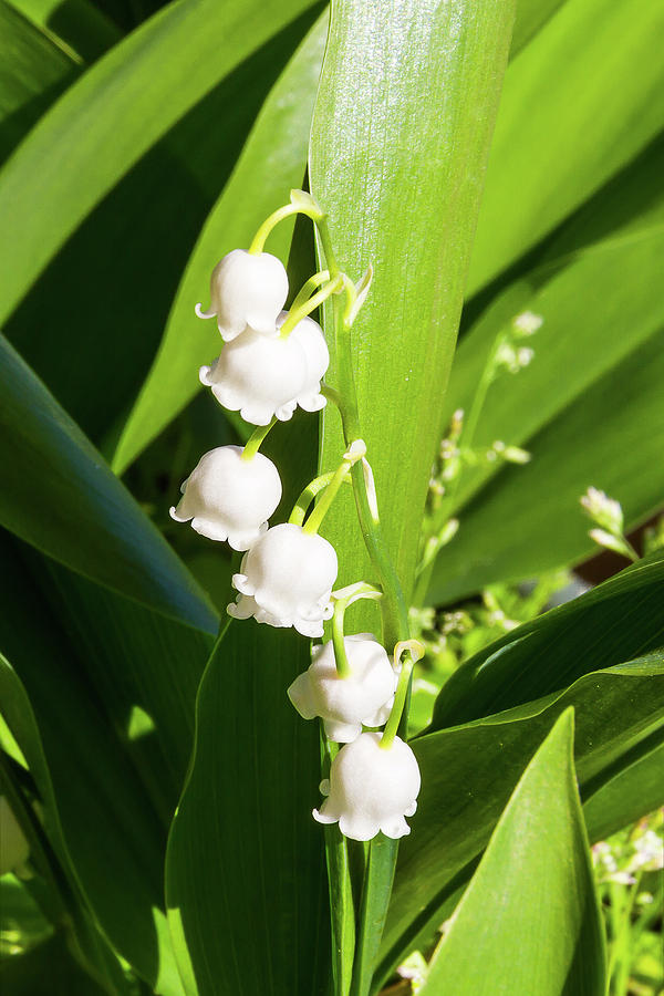 Lily of the valley - 4 Photograph by Paul MAURICE