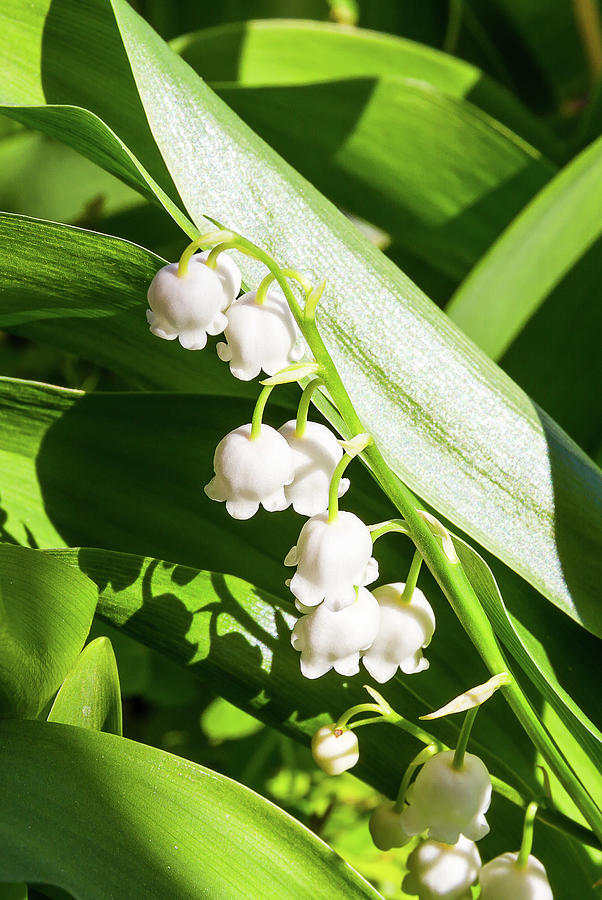 Lily of the valley - 5 Photograph by Paul MAURICE
