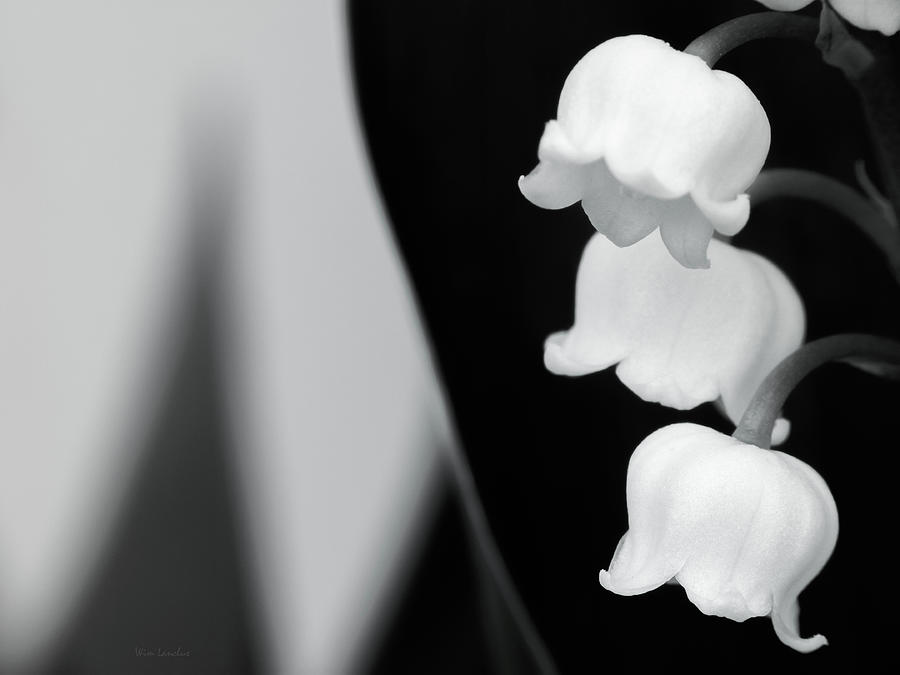 Lily of The Valley Abstract Photograph by Wim Lanclus