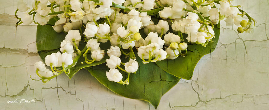 Lily Of The Valley Art Photograph by Sandra Foster