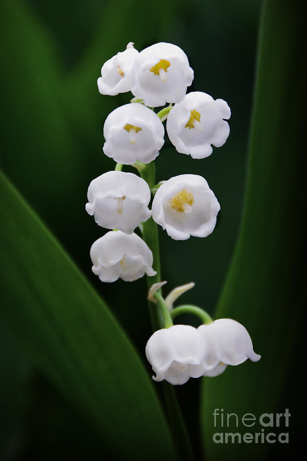 Lily of the Valley Blossoms Photograph by Catherine Sherman