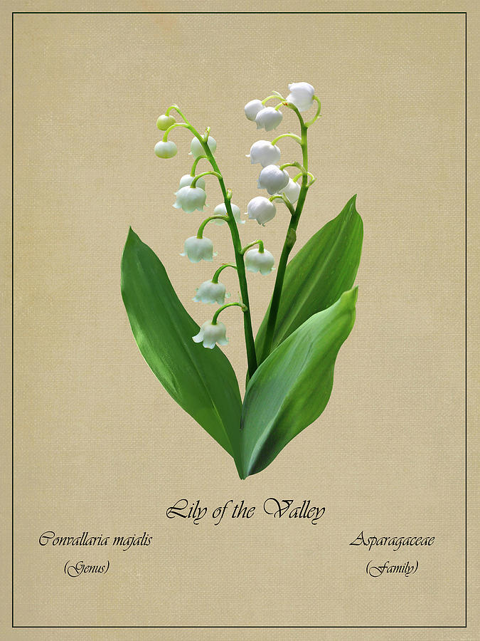 Lily of the Valley Botanical Digital Art by M Spadecaller