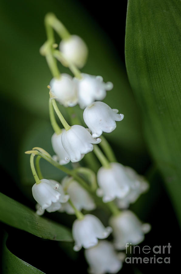 Lily Of The Valley Bouquet II Photograph by Tamara Becker