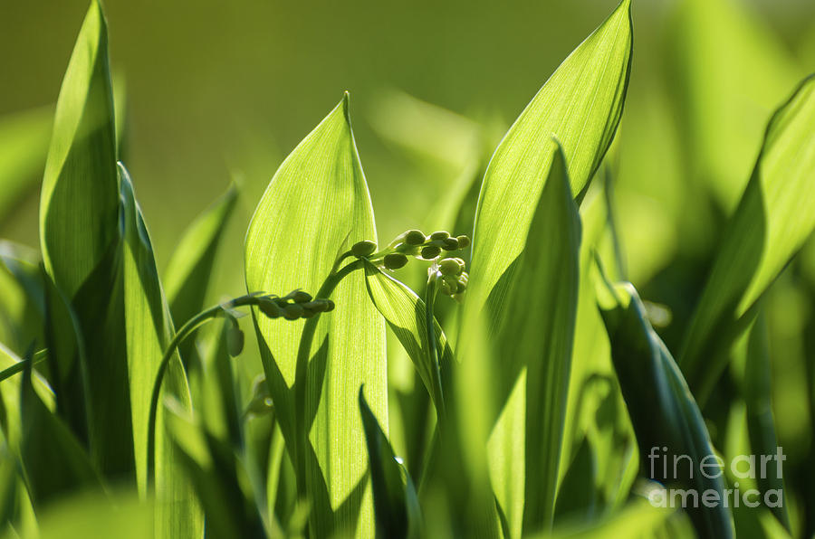 Lily Of The Valley Buds Photograph
