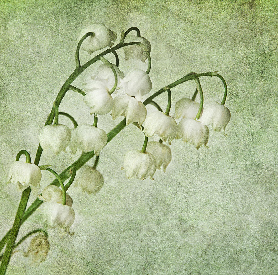lily of the Valley Photograph