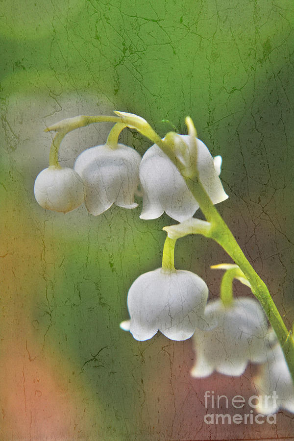 Lily of the valley Photograph by Claudia M Photography