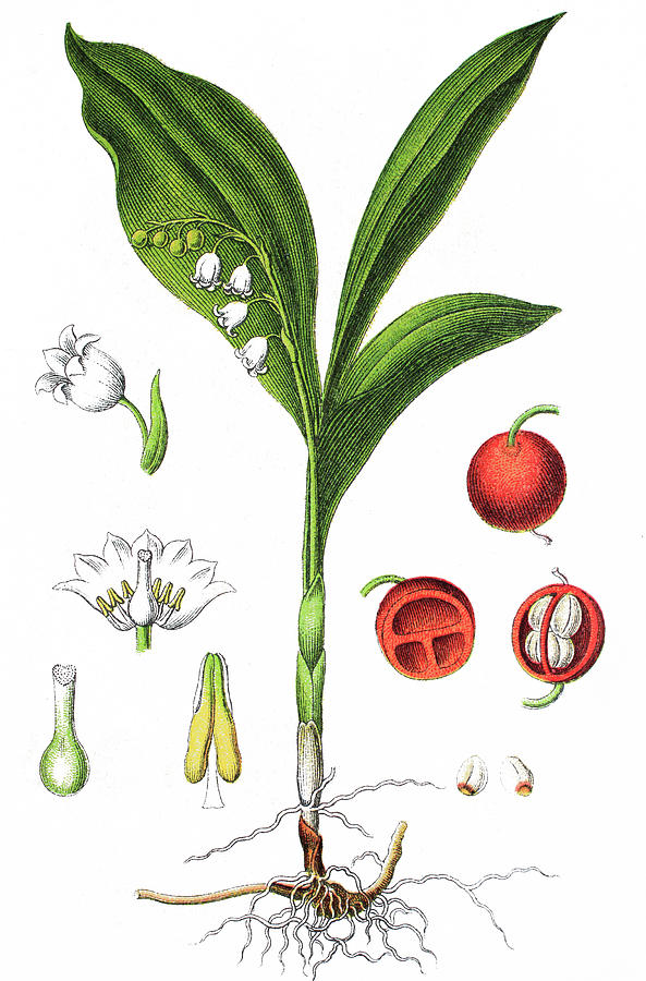 Lily Of The Valley, Convallaria Majalis Drawing