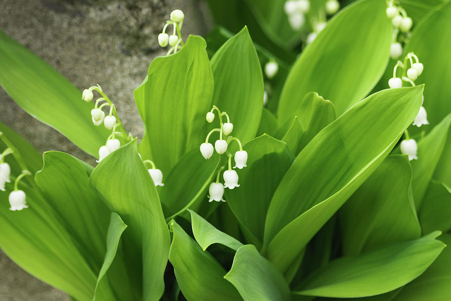 Lily of the valley Photograph by Cristina Stefan
