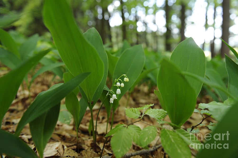 Lily Of The Valley Photograph by David & Micha Sheldon