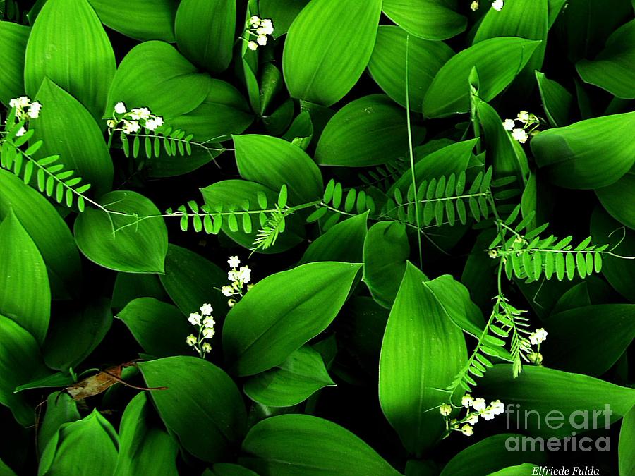 Lily of the Valley Photograph by Elfriede Fulda