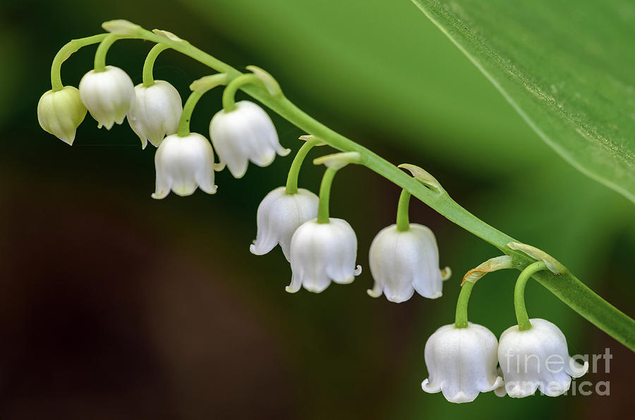 Lily Of The Valley II Photograph by Tamara Becker