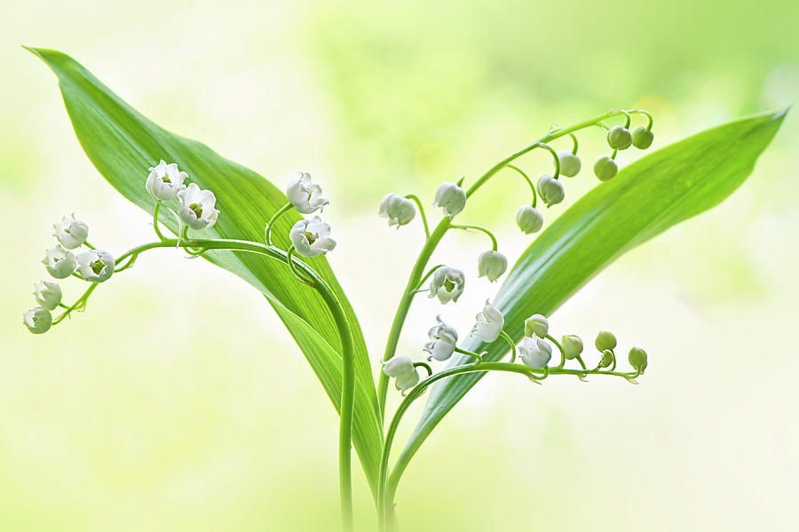 Карта lily of the valley