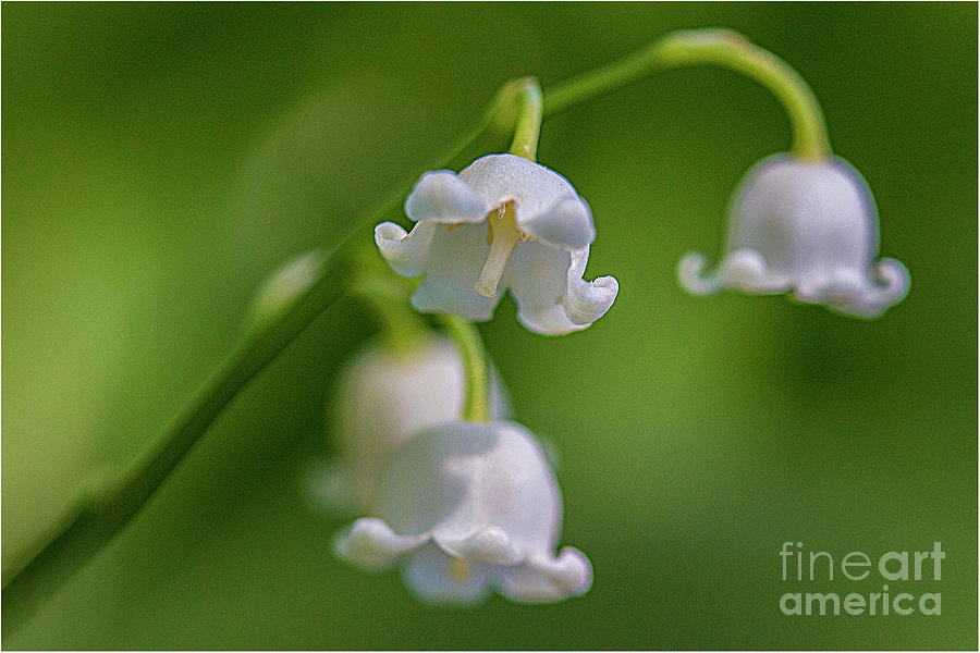 Lily Photograph - Lily of the valley by Jim Wright