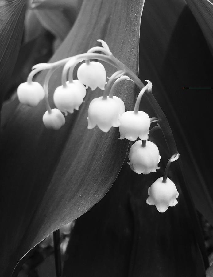 Lily-of-the-Valley Photograph by Judy LaMar - Fine Art America