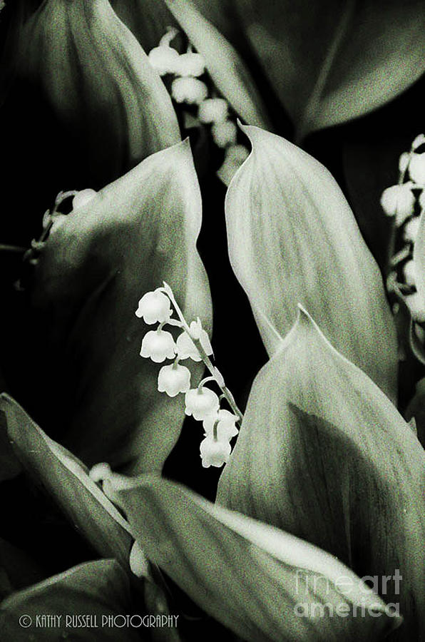 Lily of the Valley Photograph by Kathy Russell