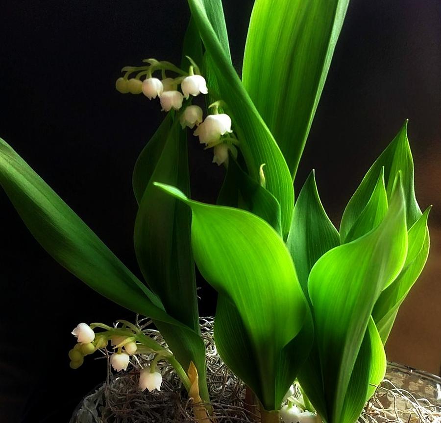 Lily Of The Valley Photograph by KATIE Vigil