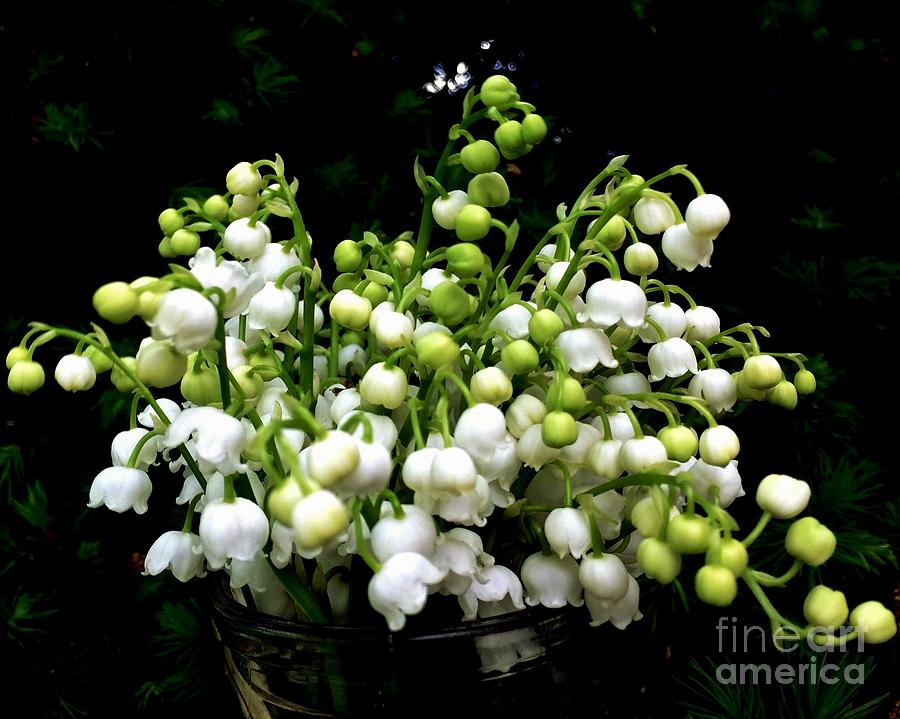 Lily of the Valley Photograph by Leea Baltes