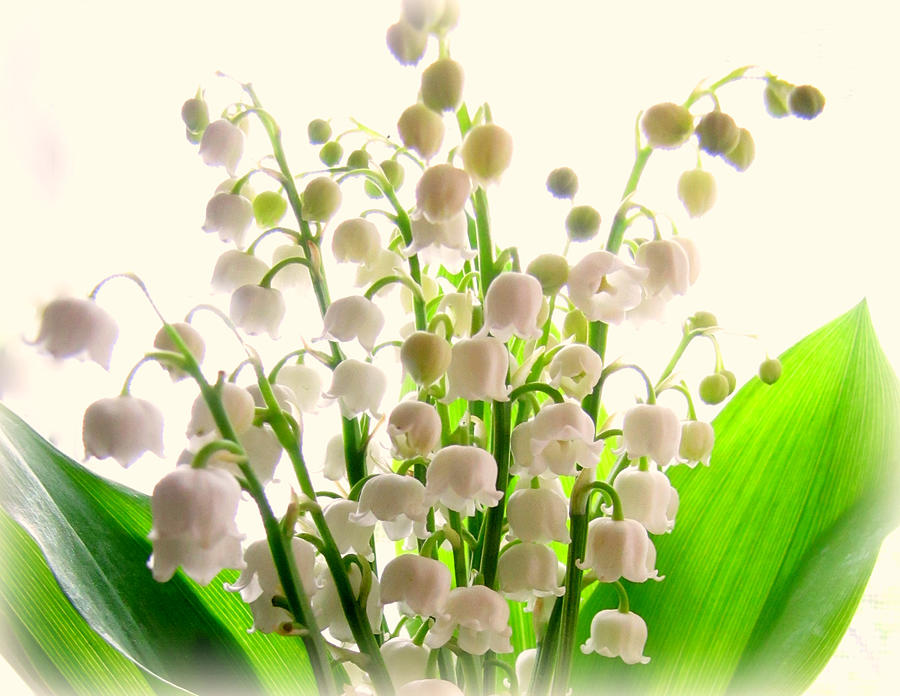 Lily Of The Valley Photograph - Lily of the Valley by Lisa Jayne Konopka