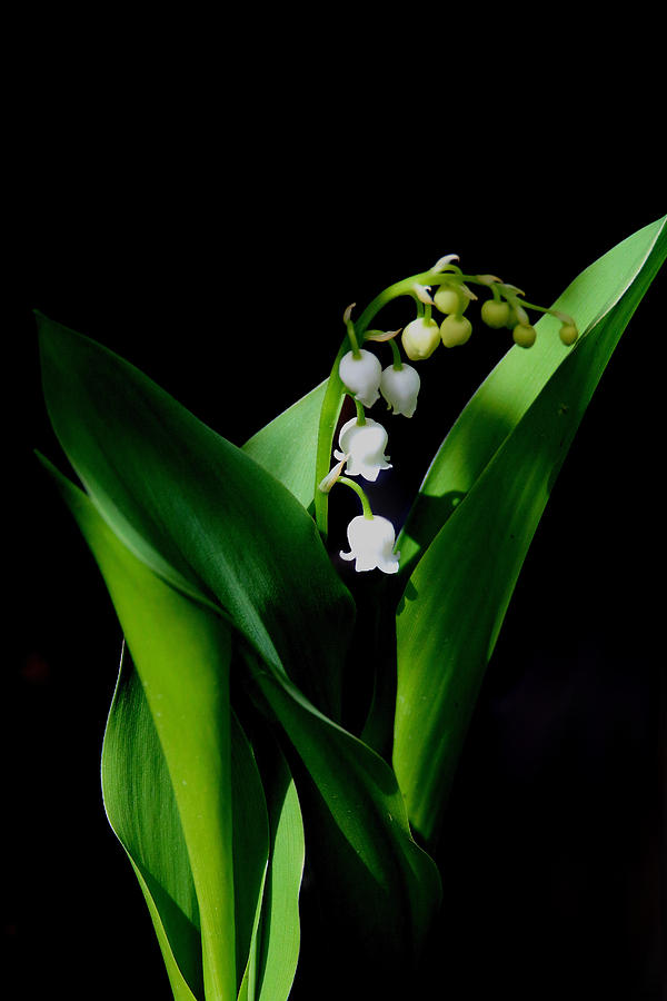 Spring Photograph - Lily Of The Valley by Living Color Photography Lorraine Lynch