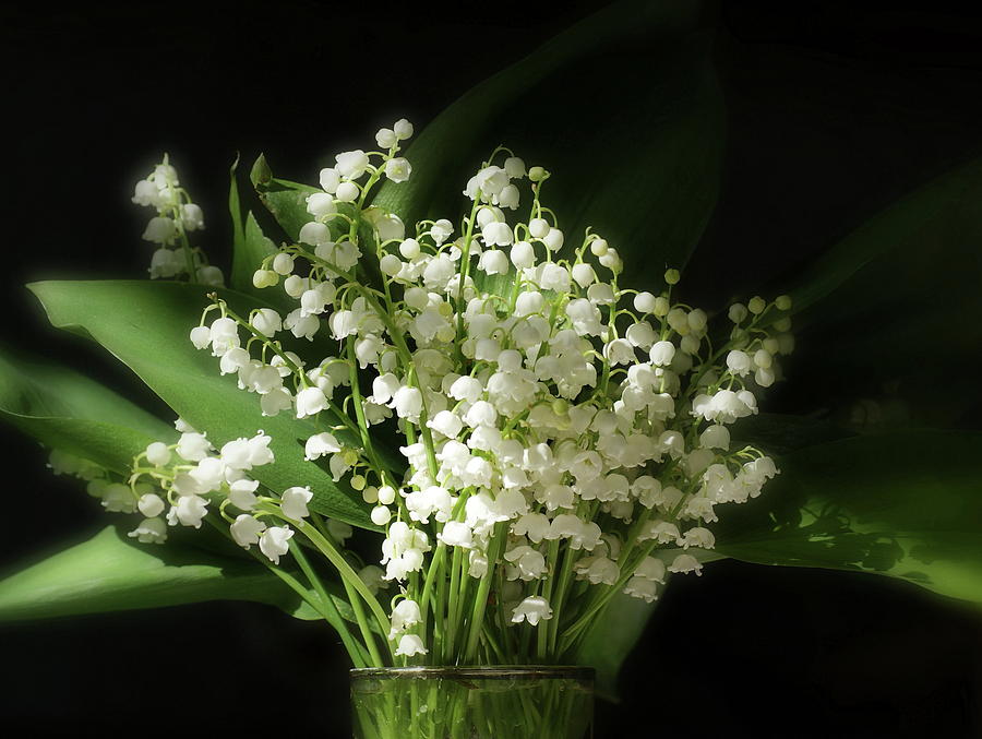 Flower Digital Art - Lily Of The Valley by Maye Loeser