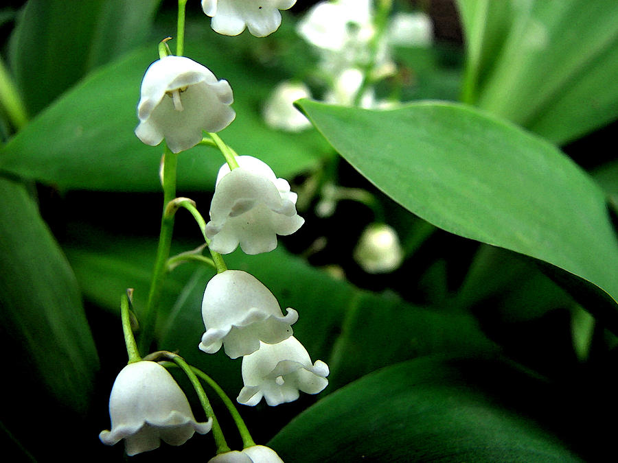 Lily of the Valley  Photograph by Michelle Calkins